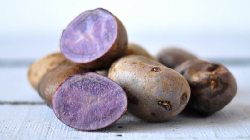 Фиолетовый картофель: сорта и правила выращивания