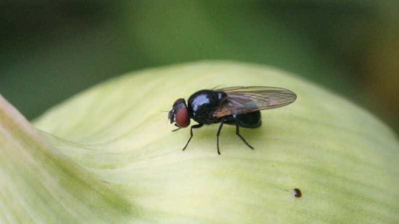 Как быстро избавиться от луковой мухи в огороде