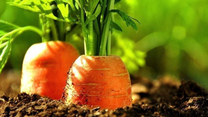 Как подкормить морковь дрожжами