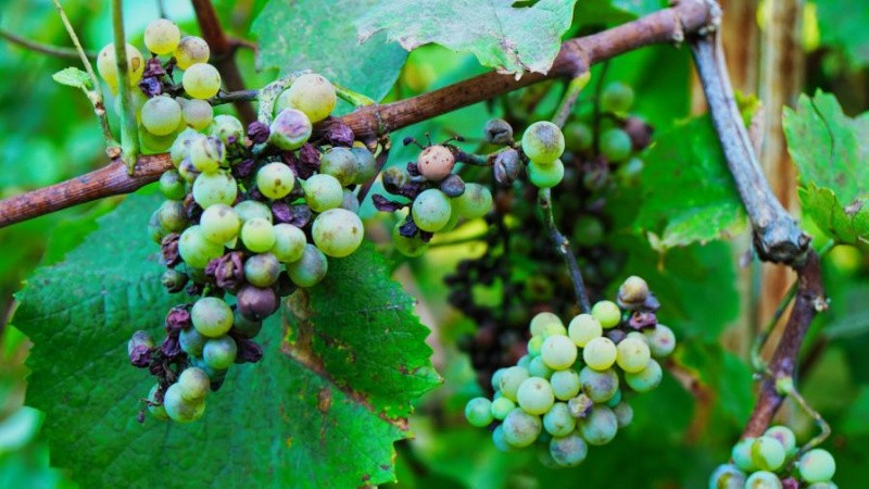 Милдью на винограде: признаки заболевания и методы лечения