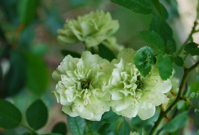 Зеленая роза: характеристика сортов и советы по уходу