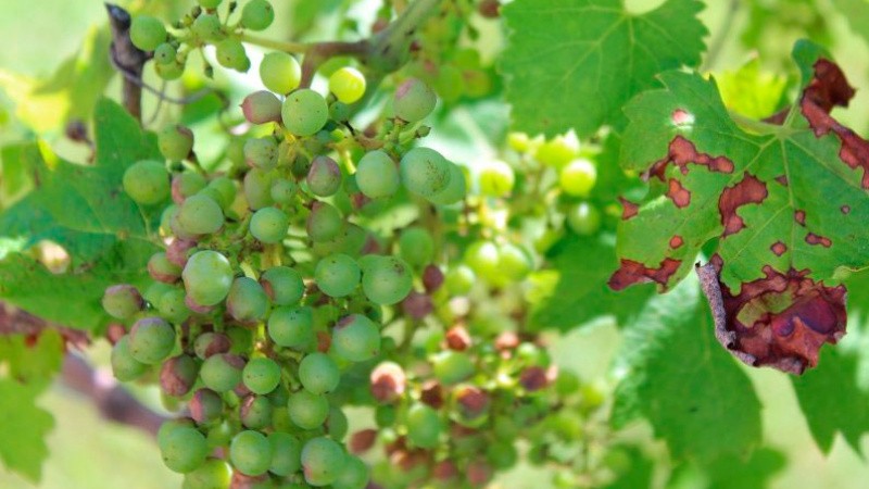 Антракноз винограда: в чем опасность и как его лечить