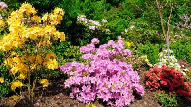 Азалия крупноцветковая листопадная – сорта, особенности выращивания, видео