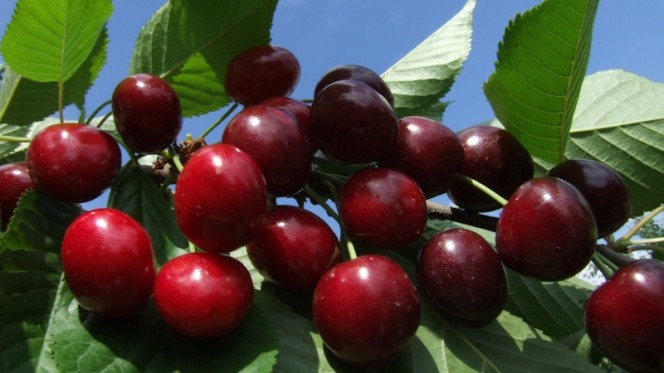 Черешня Ревна: описание сорта, вкус ягод и урожайность