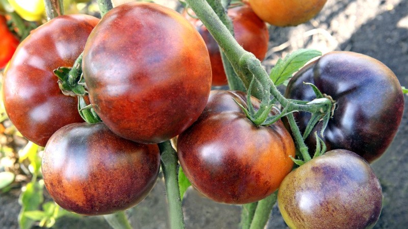 Гибридный сорт томата Иван-да-Марья