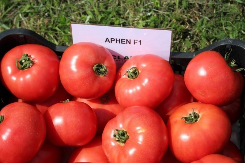 Томат сорта Афен f1: характеристика гибрида, урожайность и посадка