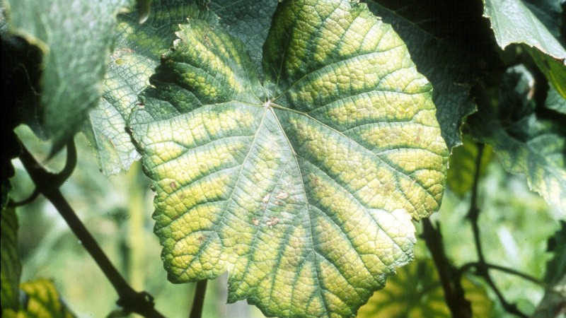 Хлороз у винограда: виды заболевания и лечение