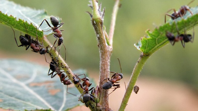 Как избавиться от муравьев в огороде: эффективные способы