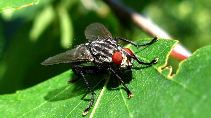 Капустная муха: чем опасна, и как с ней бороться
