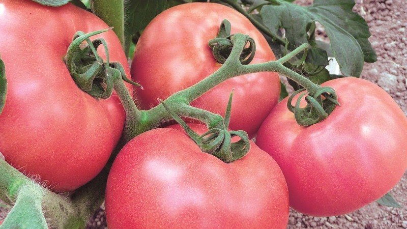 Крупноплодные томаты Чудо земли