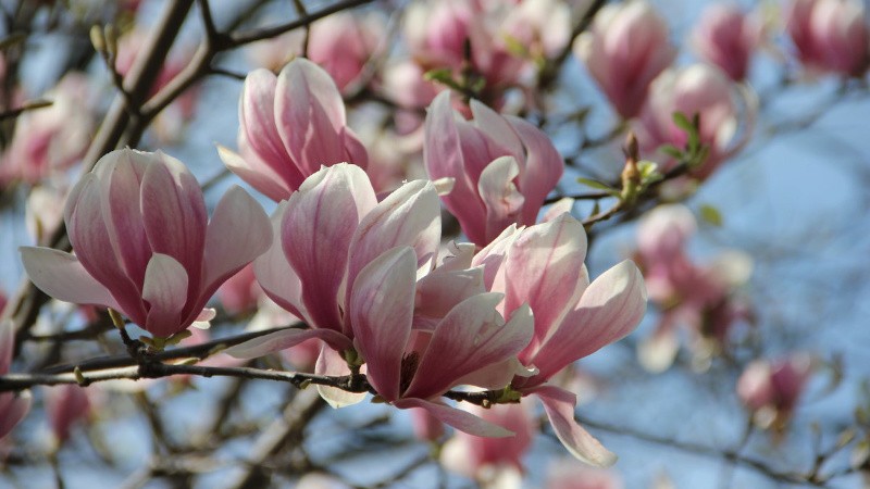 magnoliya sulanja vyiraschivaem tsvetochnoe derevo