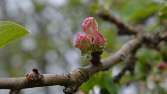 Почему весной не распускаются почки и листья у яблони