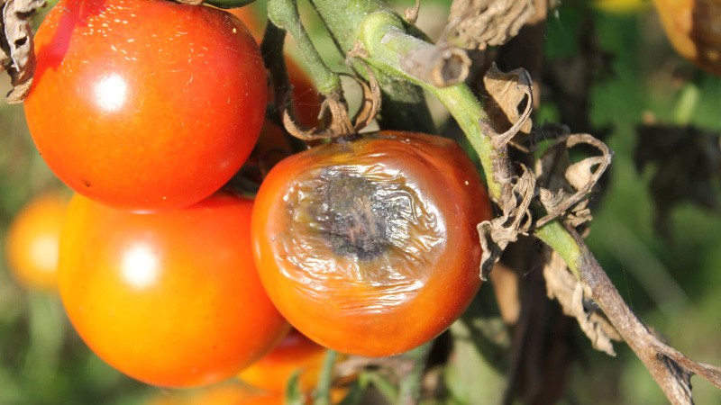 Почему чернеют помидоры: возможные причины и способы лечения