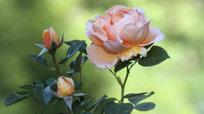 Почему не цветет роза: возможные причины и правила ухода