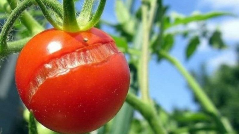 Почему трескаются томаты
