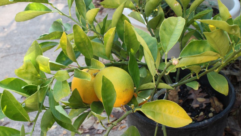Почему сохнет лимонное дерево дома