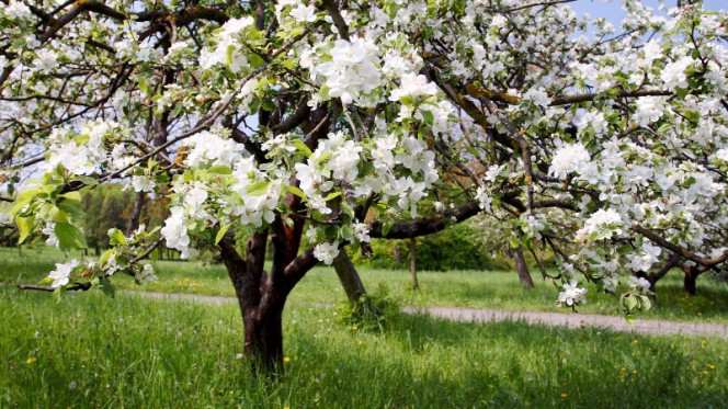 Подкормка яблонь осенью, весной и летом: график и составы удобрений