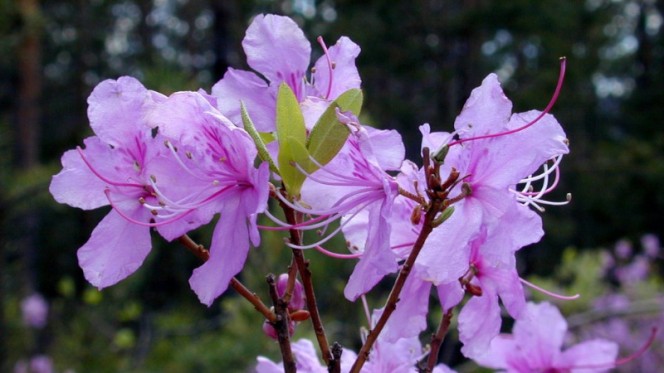 Рододендрон даурский – неприхотливый кустарник для сада