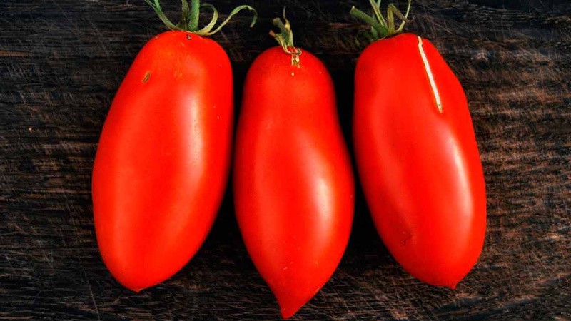 Сорт Банан красный: описание томатов и правила выращивания