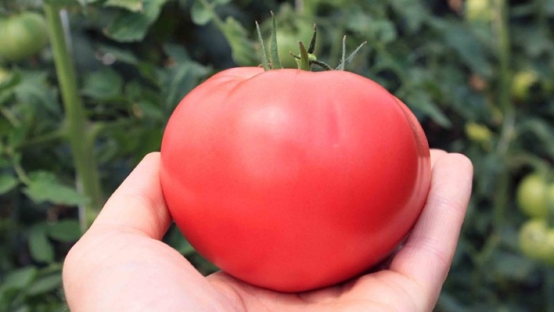 Сорт томатов Розовые щечки: любимец огородников