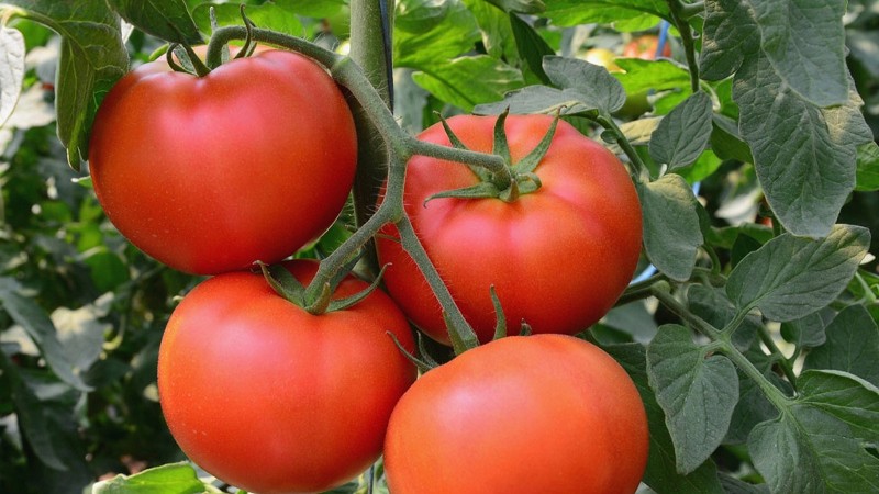 Среднеранний томат сорта Супербомба