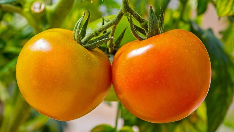Сорт Мармеладный: низкорослый оранжевый томат