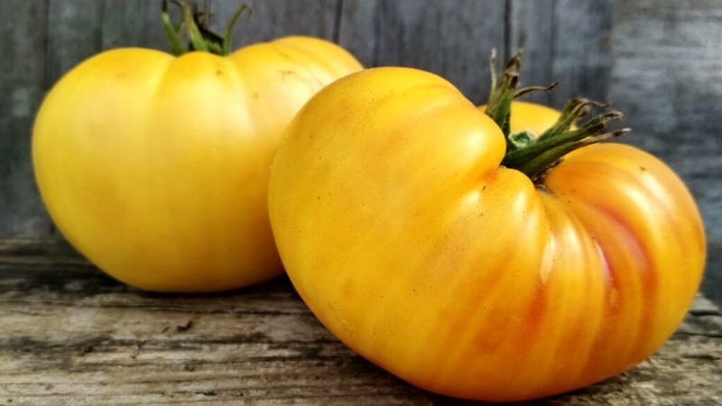 Томат Оранжевый гигант: неприхотливый сорт с крупными плодами