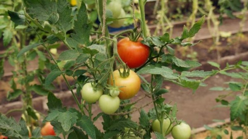 Томат Лонг Кипер: характеристика сорта и урожайность