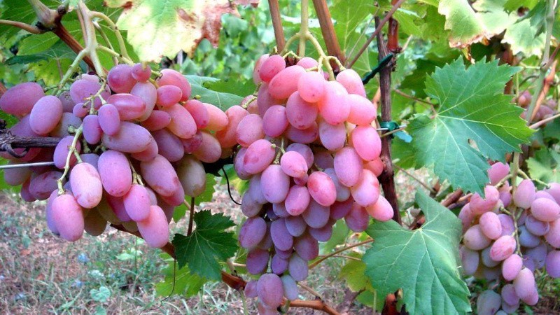 Виноград Гелиос: суперранний сорт для опытных дачников