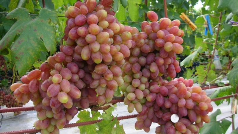 Виноград Виктор: качества сорта и нюансы выращивания