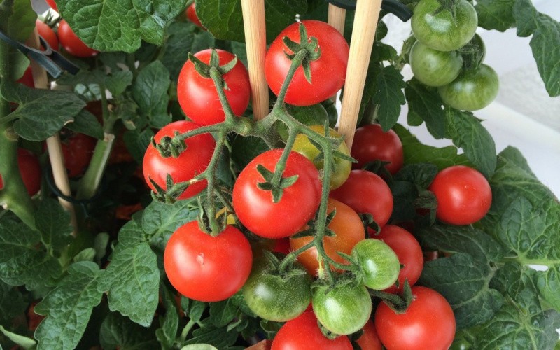 Выращивание томатов зимой на подоконнике