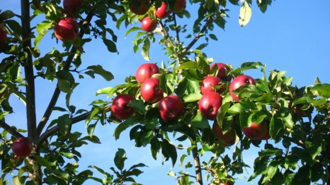 Яблоня Коваленковское: позднелетний сорт со сладкими плодами