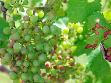 Антракноз винограда: в чем опасность и как его лечить