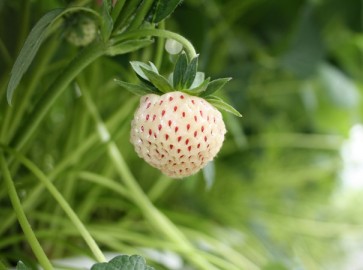 Белая клубника: особенности выращивания