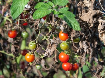 Фитофтора у томатов в теплице: почему возникает и как с ней бороться