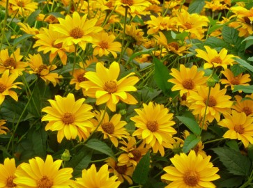 Гелиопсис многолетний - солнечный цветок для сада