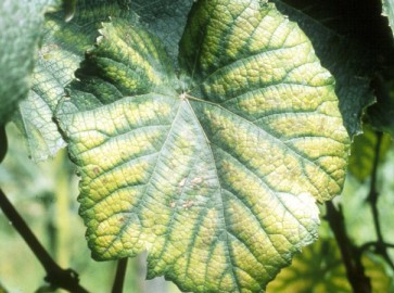 Хлороз у винограда: виды заболевания и лечение
