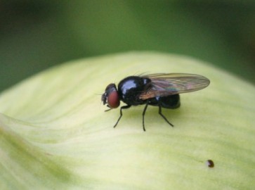 Как быстро избавиться от луковой мухи в огороде