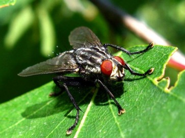 Капустная муха: чем опасна, и как с ней бороться