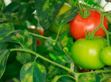 Кладоспориоз у томатов: причины болезни и методы лечения