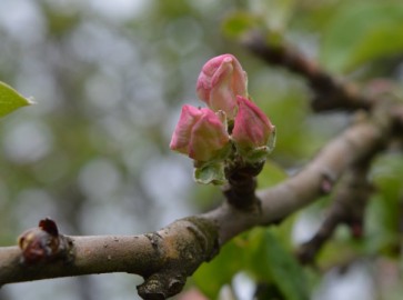 Почему весной не распускаются почки и листья у яблони