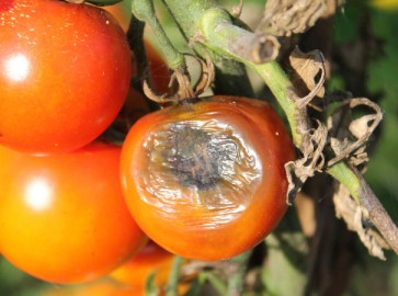 Почему чернеют помидоры: возможные причины и способы лечения
