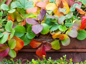 Почему краснеют листья у клубники
