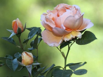 Почему не цветет роза: возможные причины и правила ухода
