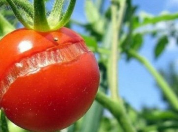 Почему трескаются помидоры при созревании