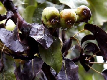 Почернение листьев на груше: возможные причины и средства для борьбы
