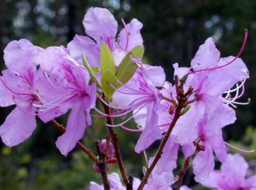 Рододендрон даурский – неприхотливый кустарник для сада