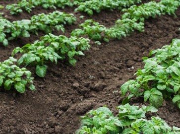 Выращивание картофеля в условиях жаркого засушливого лета