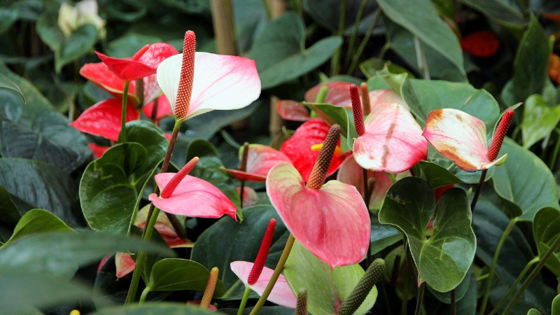 Антуриум в природе