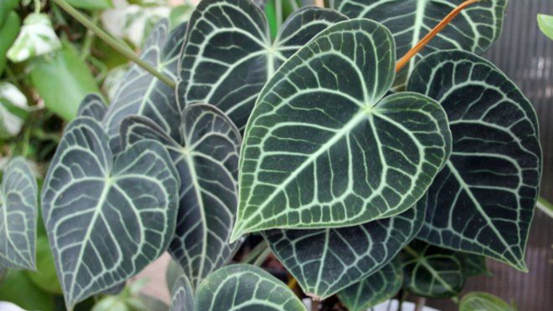 Антуриум хрустальный